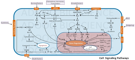 Cell Signaling